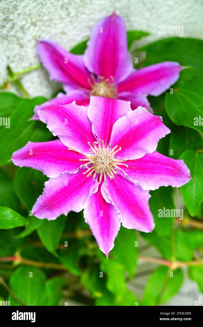 Striped clematis flower hires stock photography and images Alamy