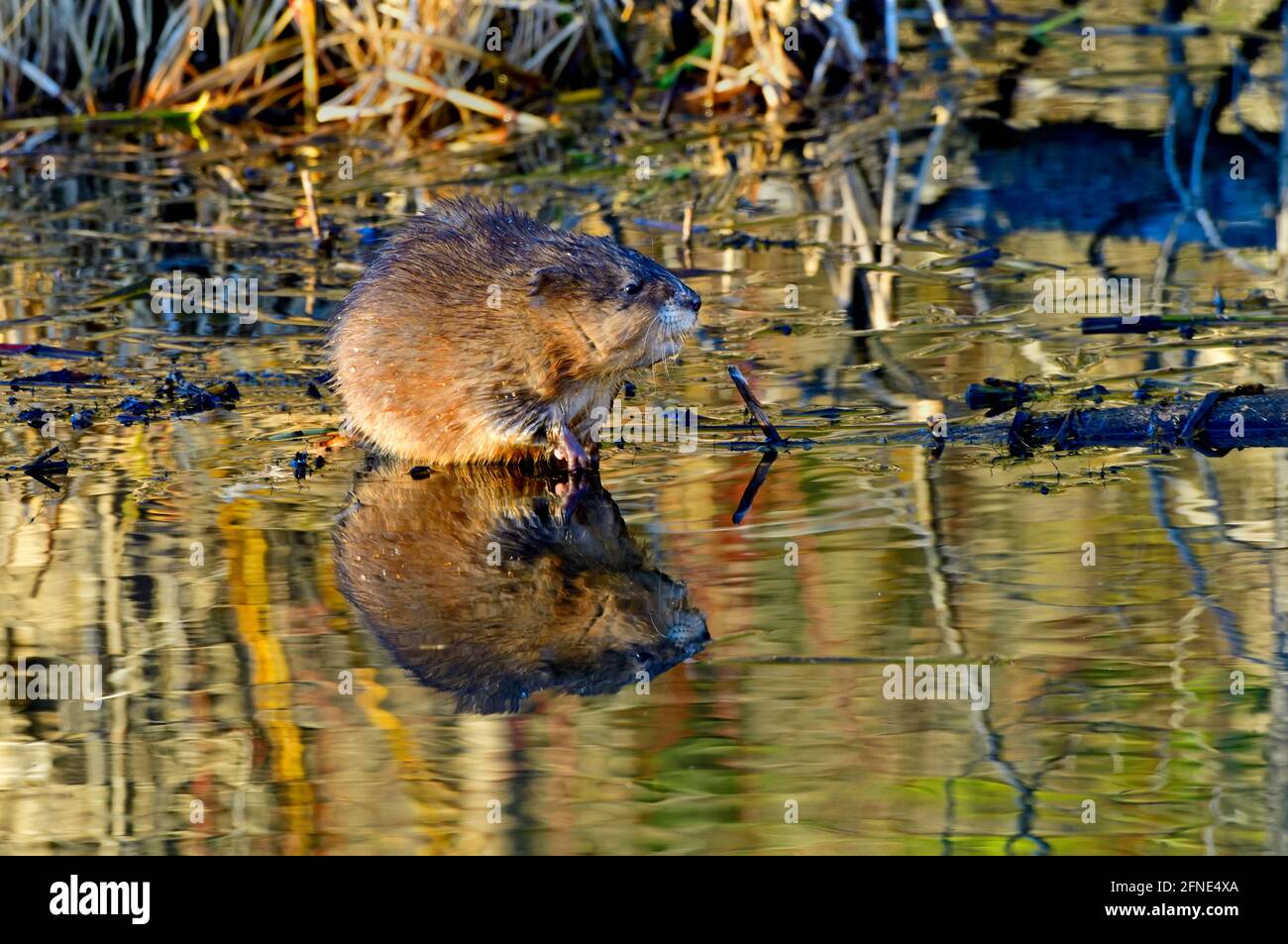 A side view of a wild muskrat  'Ondatra zibethicus', on a sunken stick in a beaver pond in rural Alberta Canada. Stock Photo