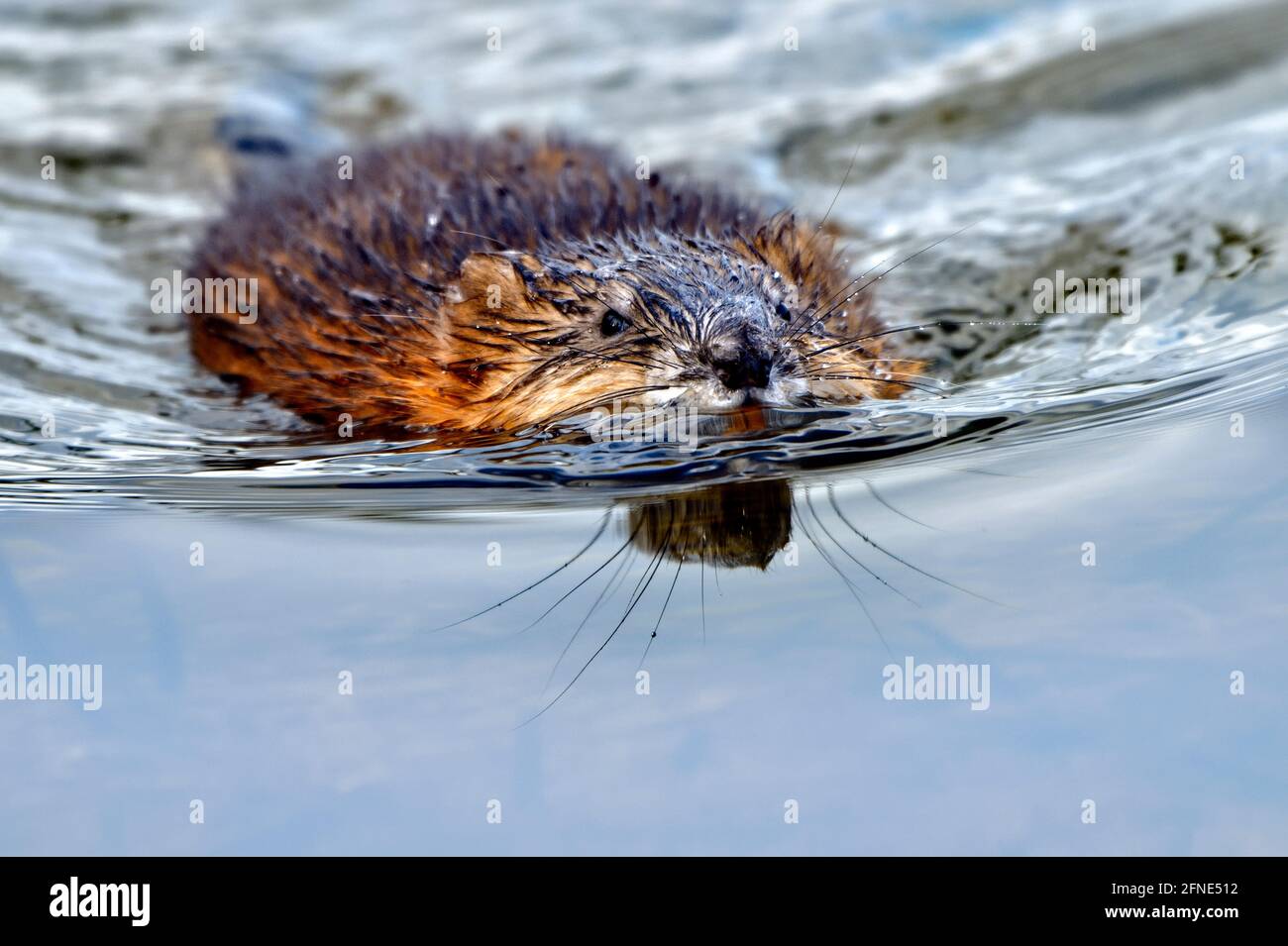 A wild muskrat 'Ondatra zibethicus'; swimming on the water surface of a beaver pond in rural Alberta Canada Stock Photo