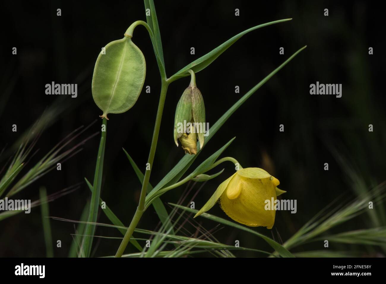 Mt. Diablo fairy lantern (Calochortus pulchellus) a globe lily wildflower - a new bloom a seed pod and a wilting flower in California. Stock Photo