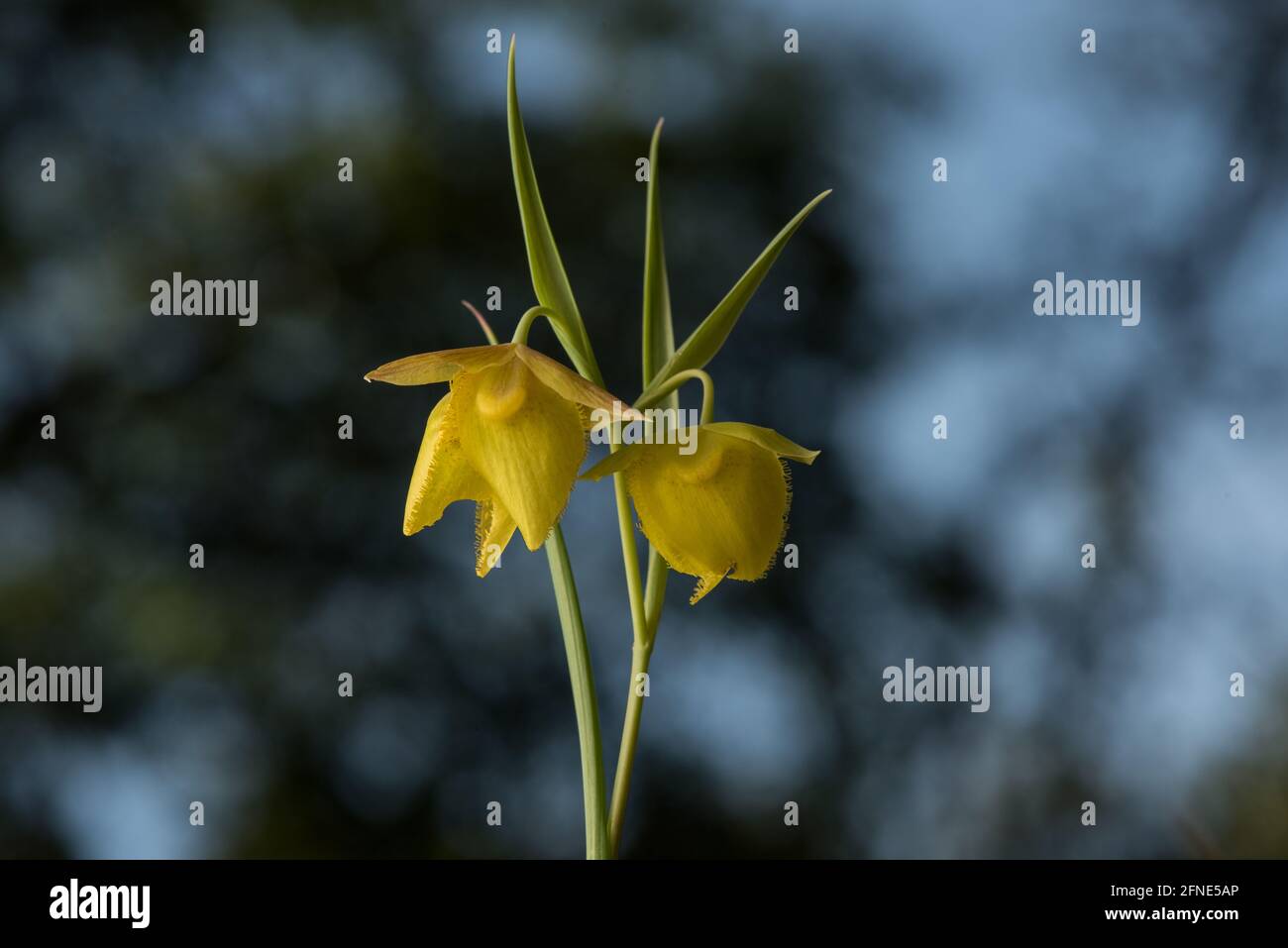 Mt. Diablo fairy lantern (Calochortus pulchellus) a globe lily wildflower endemic to a small portion of the San Francisco Bay area in California. Stock Photo