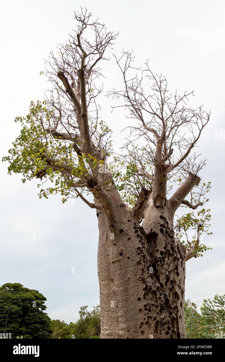 The Giant Boab 'Gija Jumulu' in King's Park. The iconic tree, estimated to be 750 years old, weighs 36 tonnes and stretches 14 metres high Stock Photo