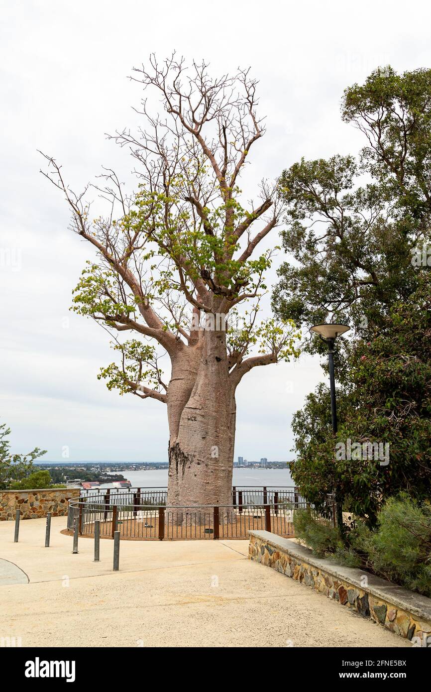 The Giant Boab 'Gija Jumulu' in King's Park. The iconic tree, estimated to be 750 years old, weighs 36 tonnes and stretches 14 metres high Stock Photo