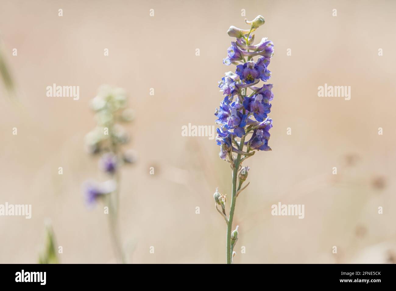 Foothill larkspur hires stock photography and images Alamy