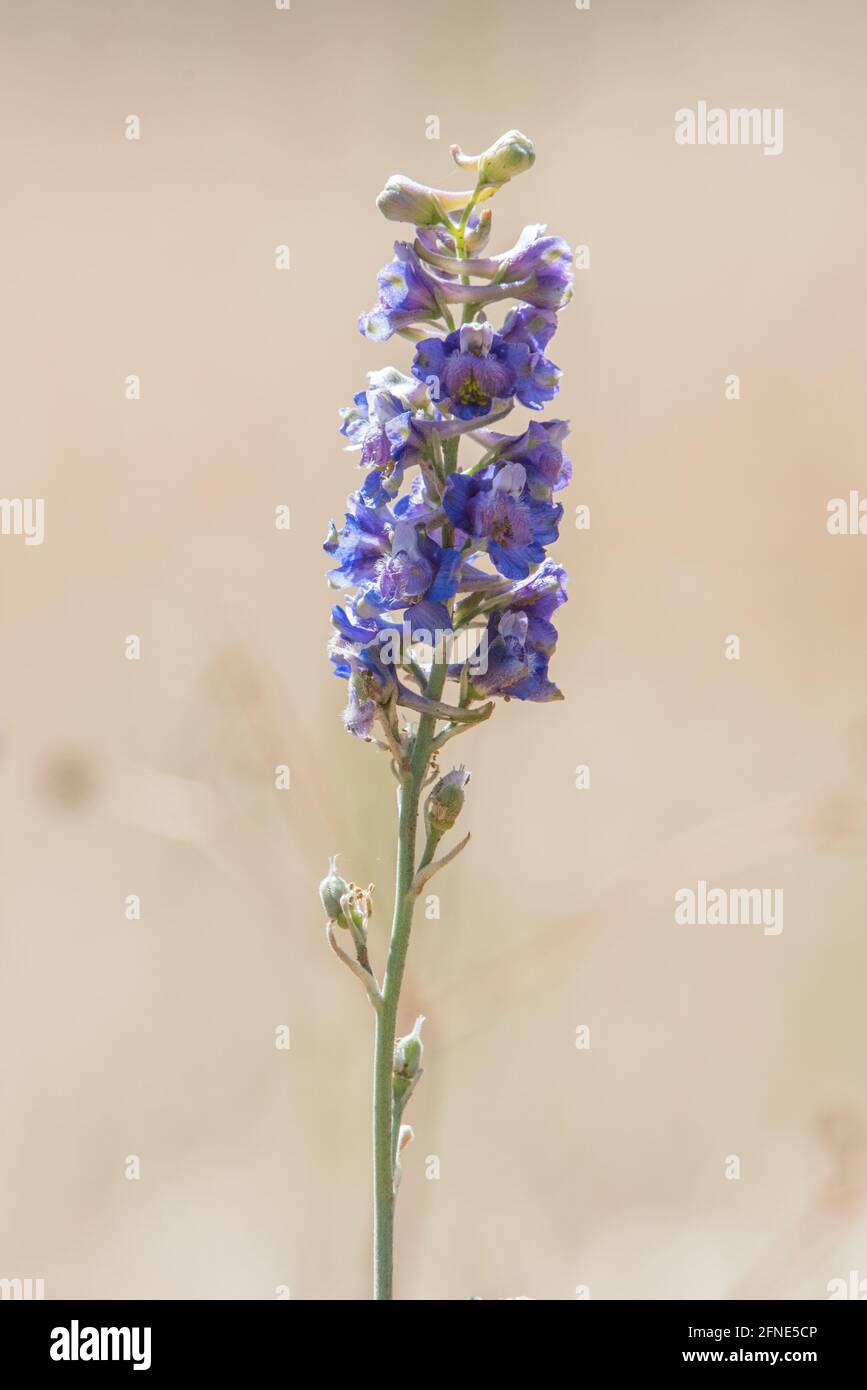 Foothill larkspur hires stock photography and images Alamy