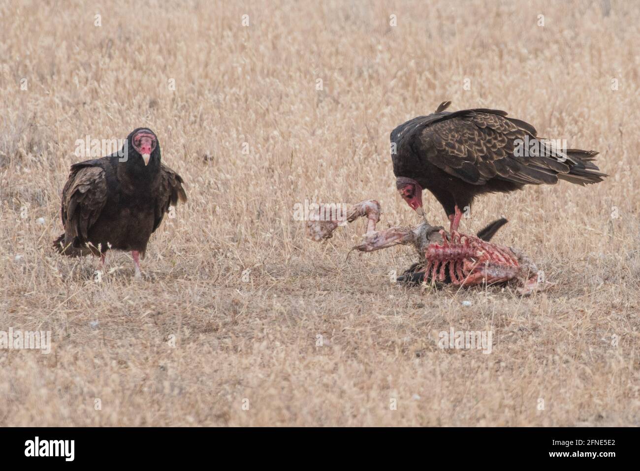 A pair of turkey vultures (Cathartes aura) scavenge a dead animal in an arid region of California. Stock Photo