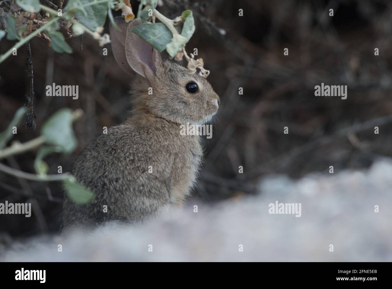 The riparian brush rabbit (Sylvilagus bachmani riparius) is an endangered subspecies of cottontail which has been reintroduced to San Joaquin refuge. Stock Photo