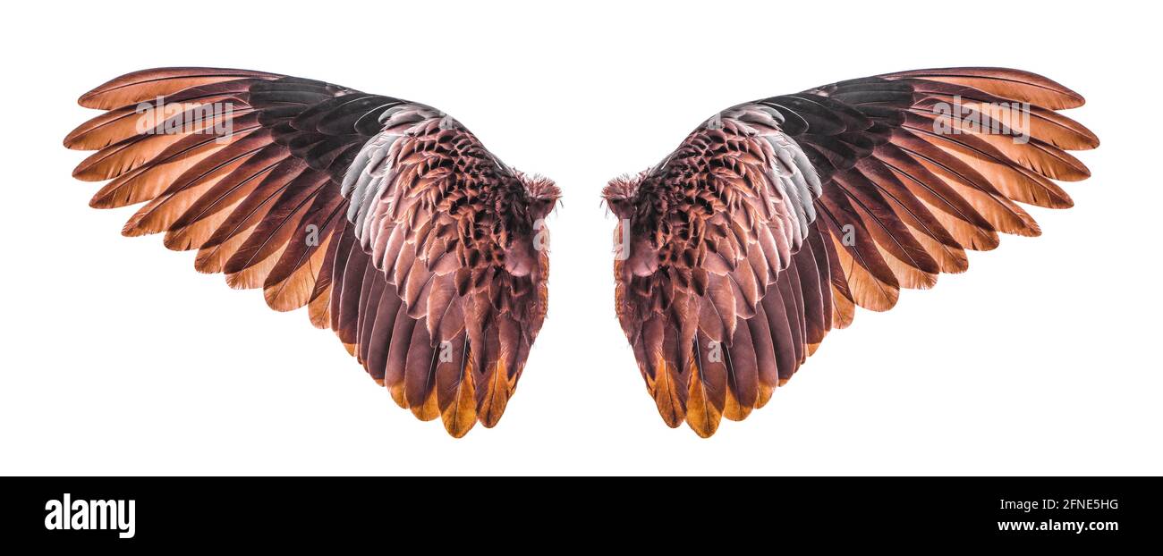 Wings of birds isolated on white background Stock Photo - Alamy