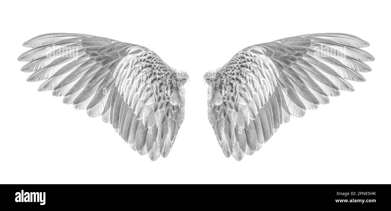 Wings of birds isolated on white background Stock Photo - Alamy