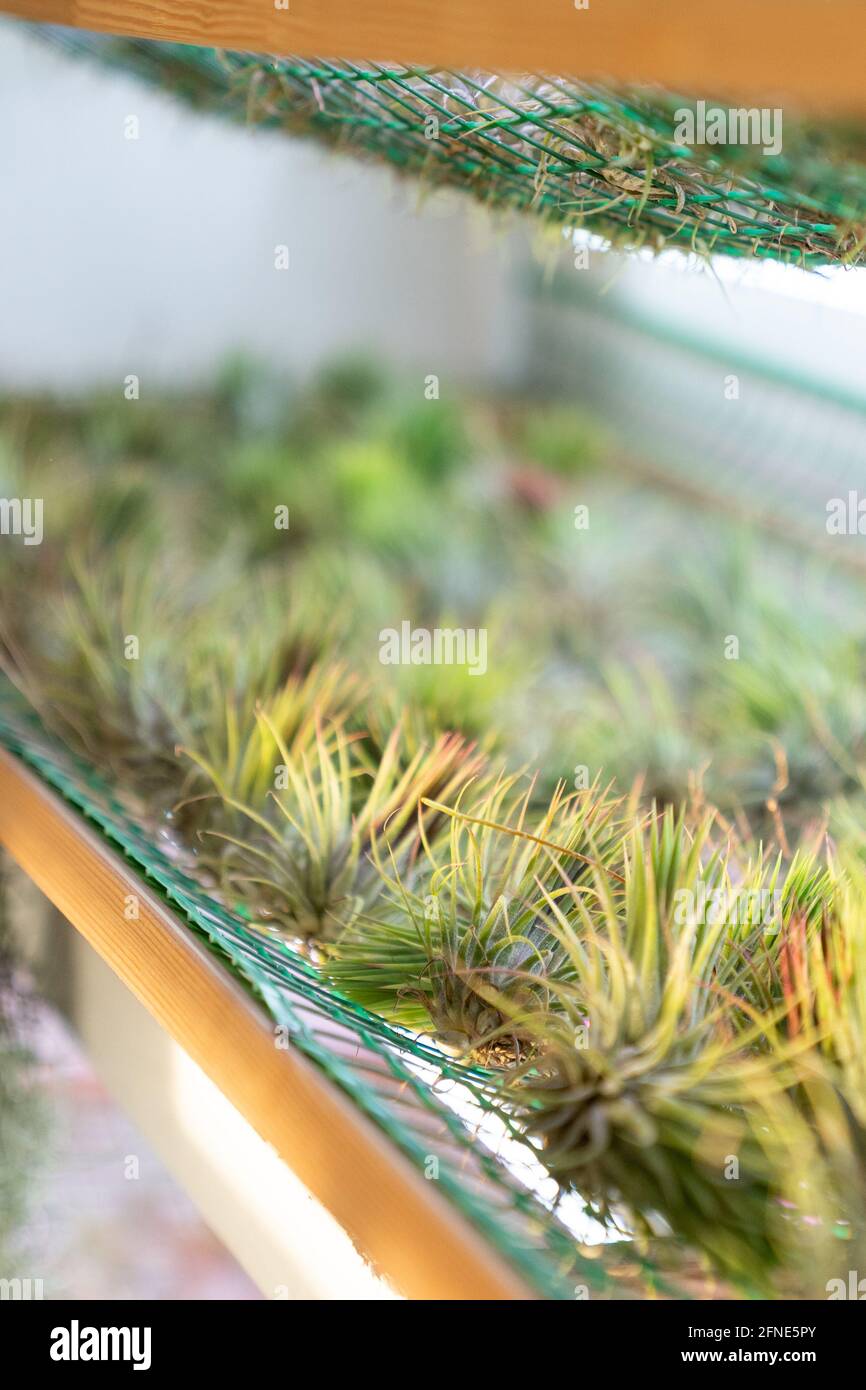 Air plant Tillandsia ionantha in flower store. Trendy indoor garden houseplants with aerial roots Stock Photo