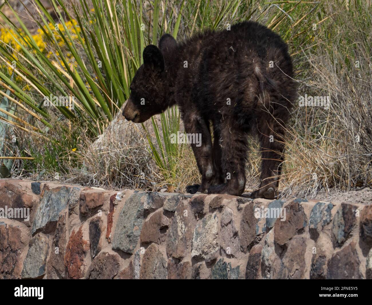 American Black Bear, Ursus americanus, with 2 cubs in the hotel area of Chisos Basin, Big Bend National Park, Texas, USA Stock Photo