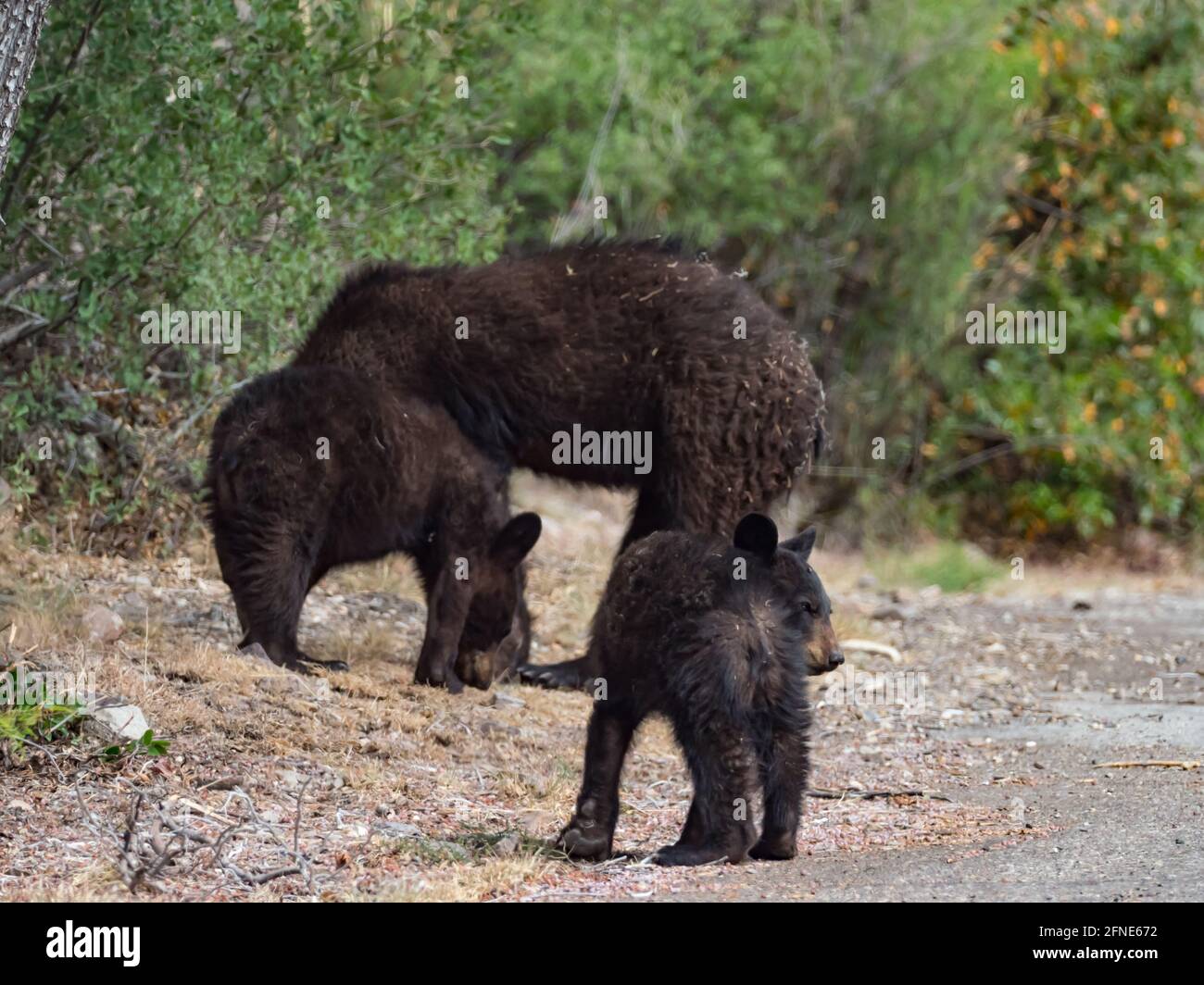 American Black Bear, Ursus americanus, with 2 cubs in the hotel area of Chisos Basin, Big Bend National Park, Texas, USA Stock Photo