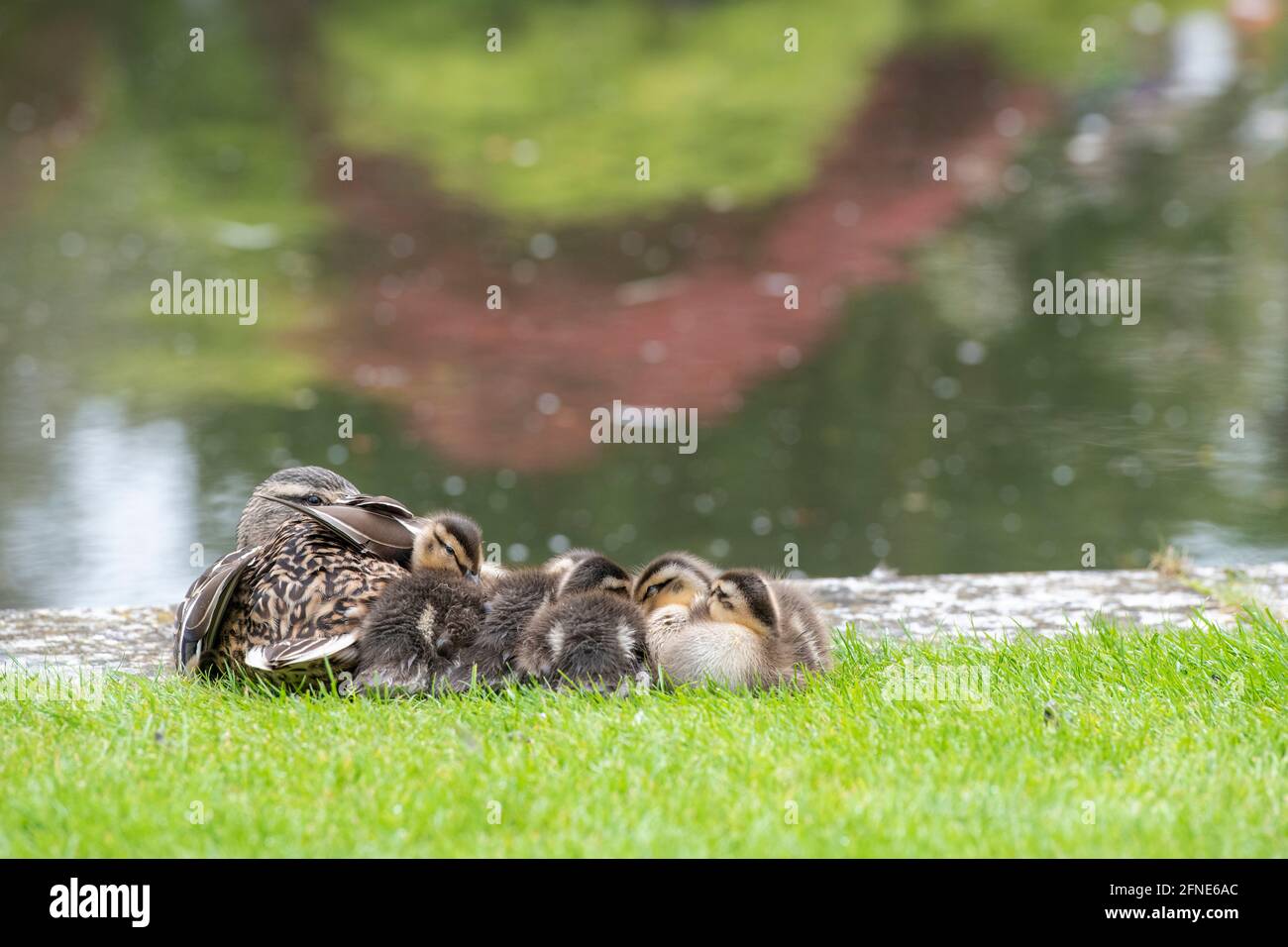Female mallard duck and ducklings next to a pond. UK Stock Photo