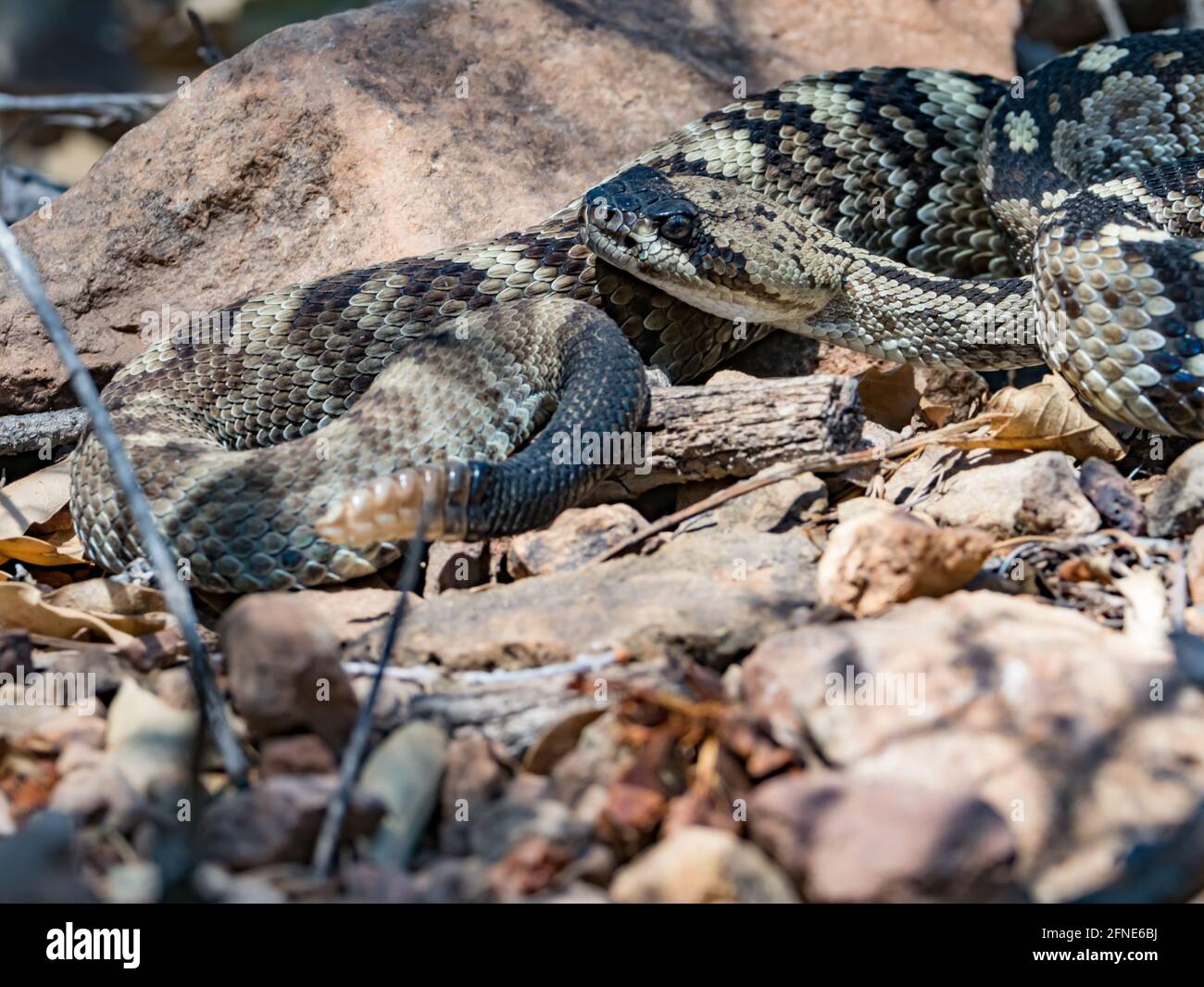 Eastern Black-tailed Rattlesnake, Crotalus, ornatus, in Chisos Basin, Big Bend National Park, Texas, USA Stock Photo