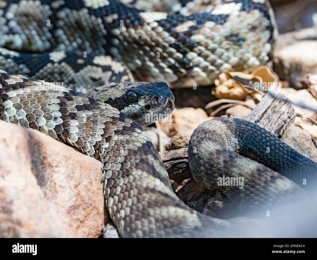 Eastern Black-tailed Rattlesnake, Crotalus, ornatus, in Chisos Basin, Big Bend National Park, Texas, USA Stock Photo