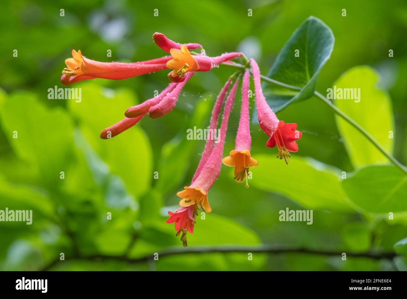 A cluster of blooms of a native Coral Honeysuckle (Lonicera