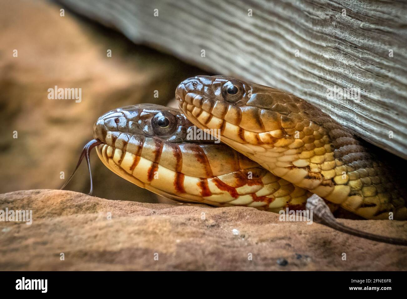 Closeup of a pair of Northern water snakes (Nerodia sipedon), with one showing its forked tongue. Raleigh, North Carolina. Stock Photo