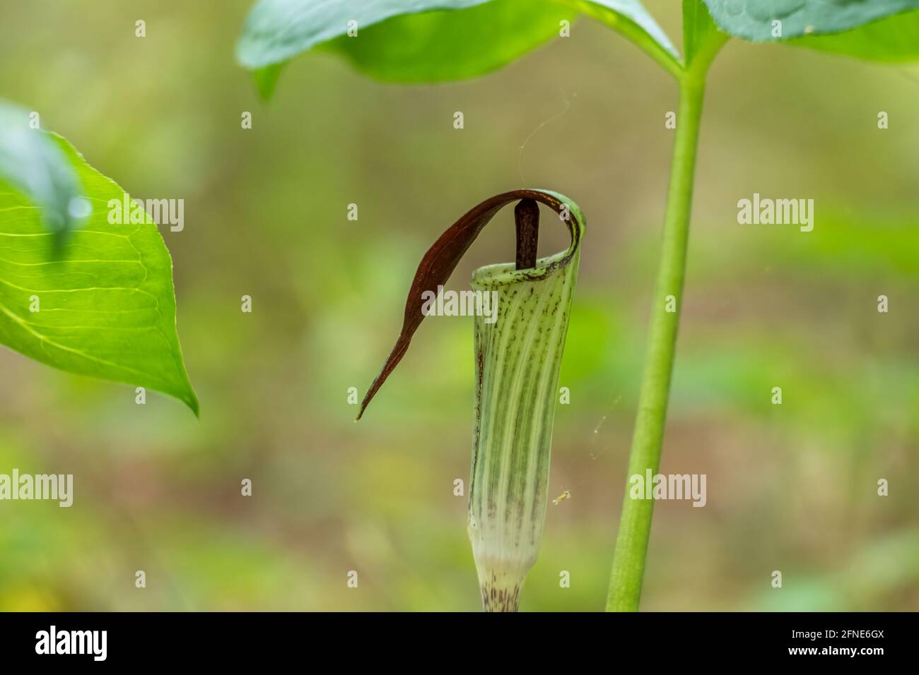 Jack-in-the-pulpit in a forest. Stage of spring. Raleigh, North Carolina. Stock Photo