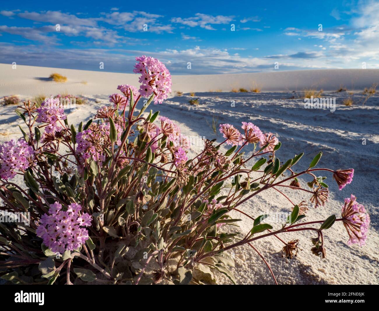 Purple Sand Verbena, Abronia angustifolia, in White Sands National Park, New Mexico, USA Stock Photo