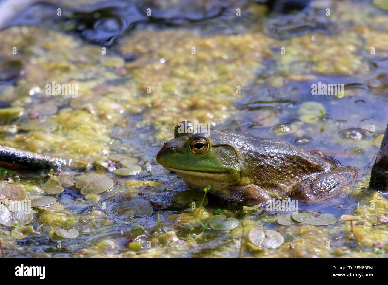 Lithobates catesbeianus - a series of photos showing the impressive amphibian basking  Stock Photo