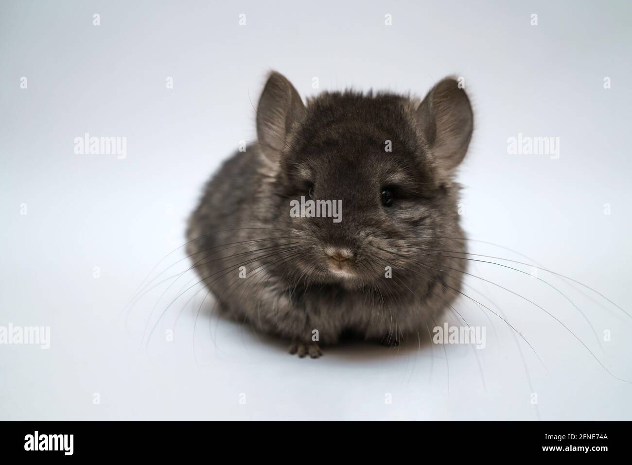 Black cute chinchilla on a white background. Furry pet Stock Photo - Alamy