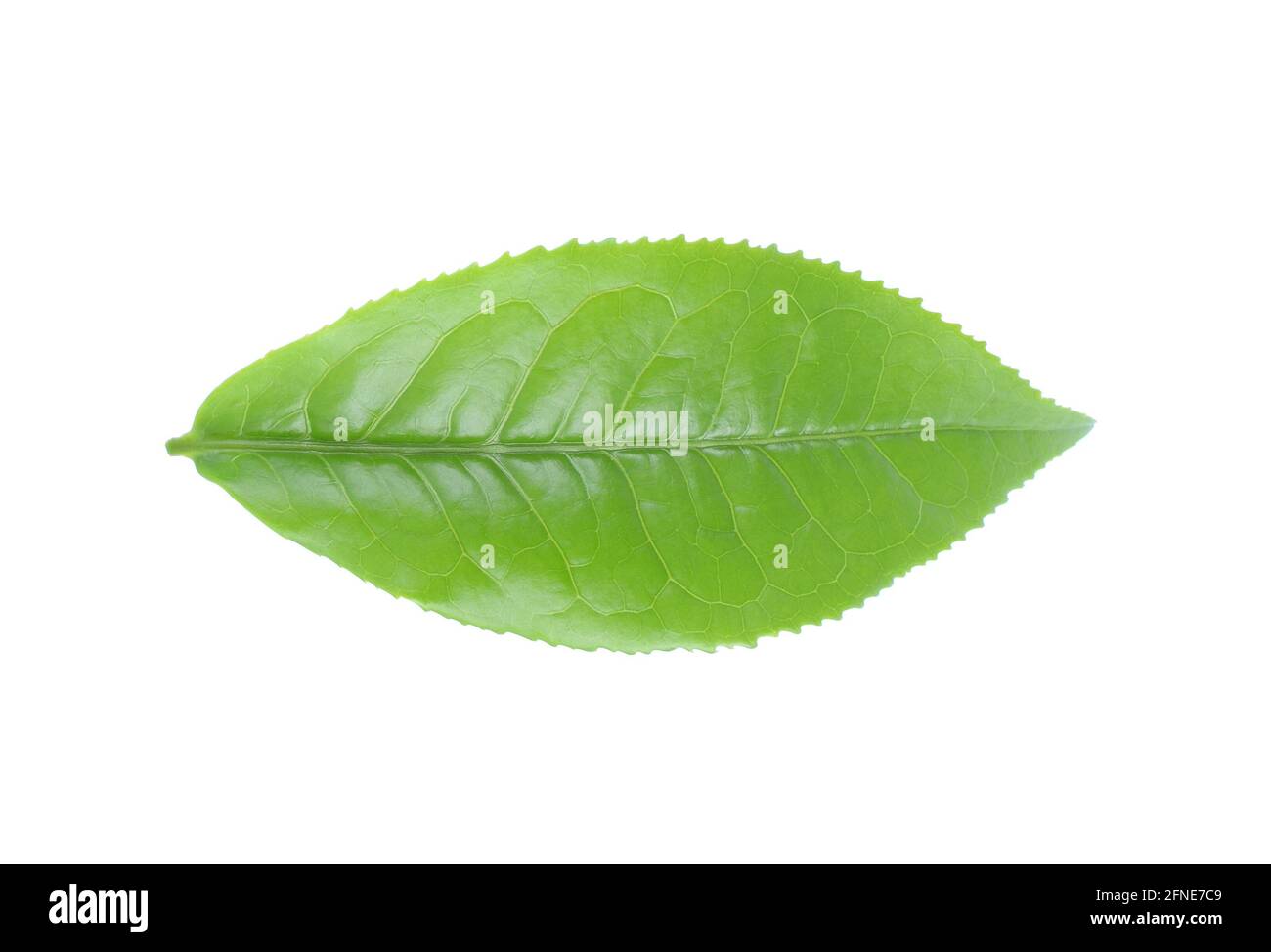 green tea leaf isolated on white background Stock Photo - Alamy