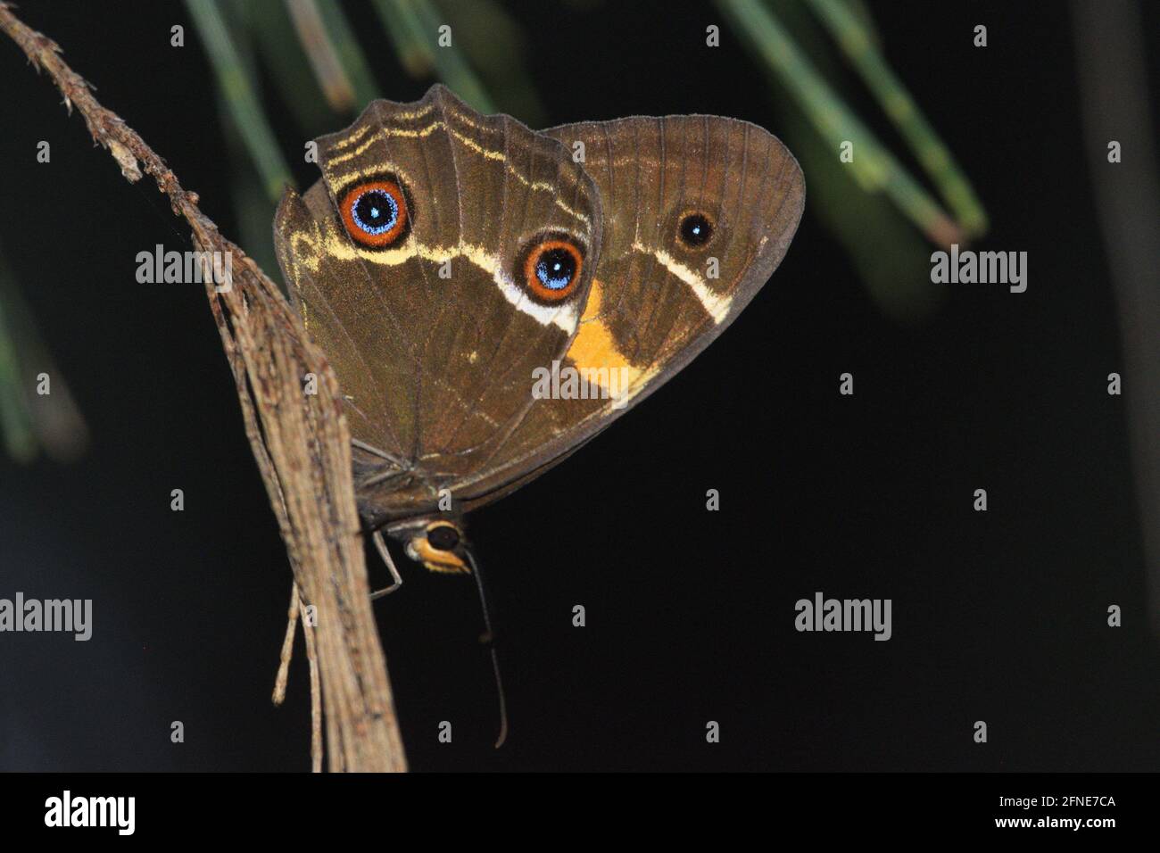 An Australian butterfly with brown and yellow wings with large false