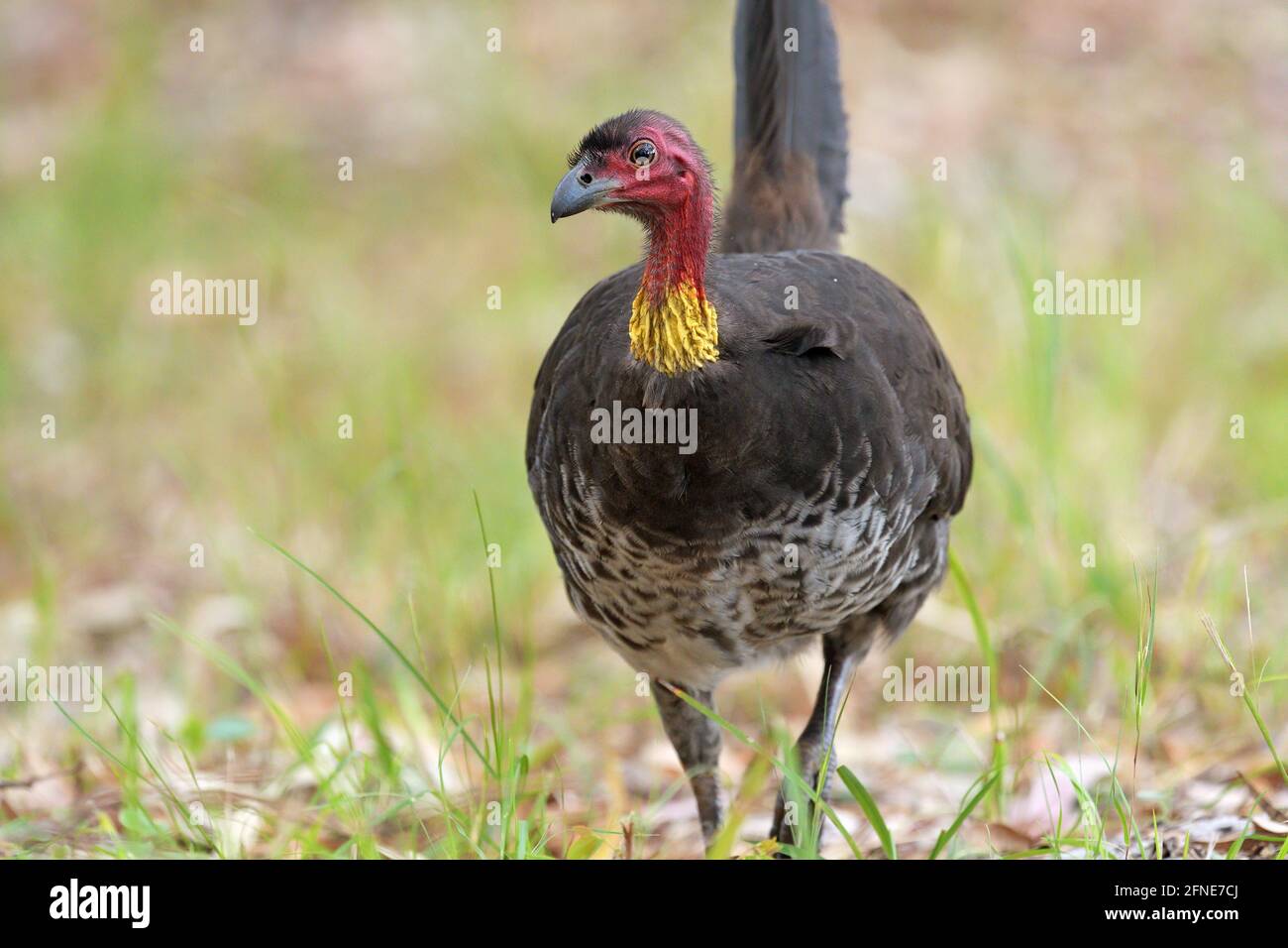 Native australian turkey hires stock photography and images Alamy