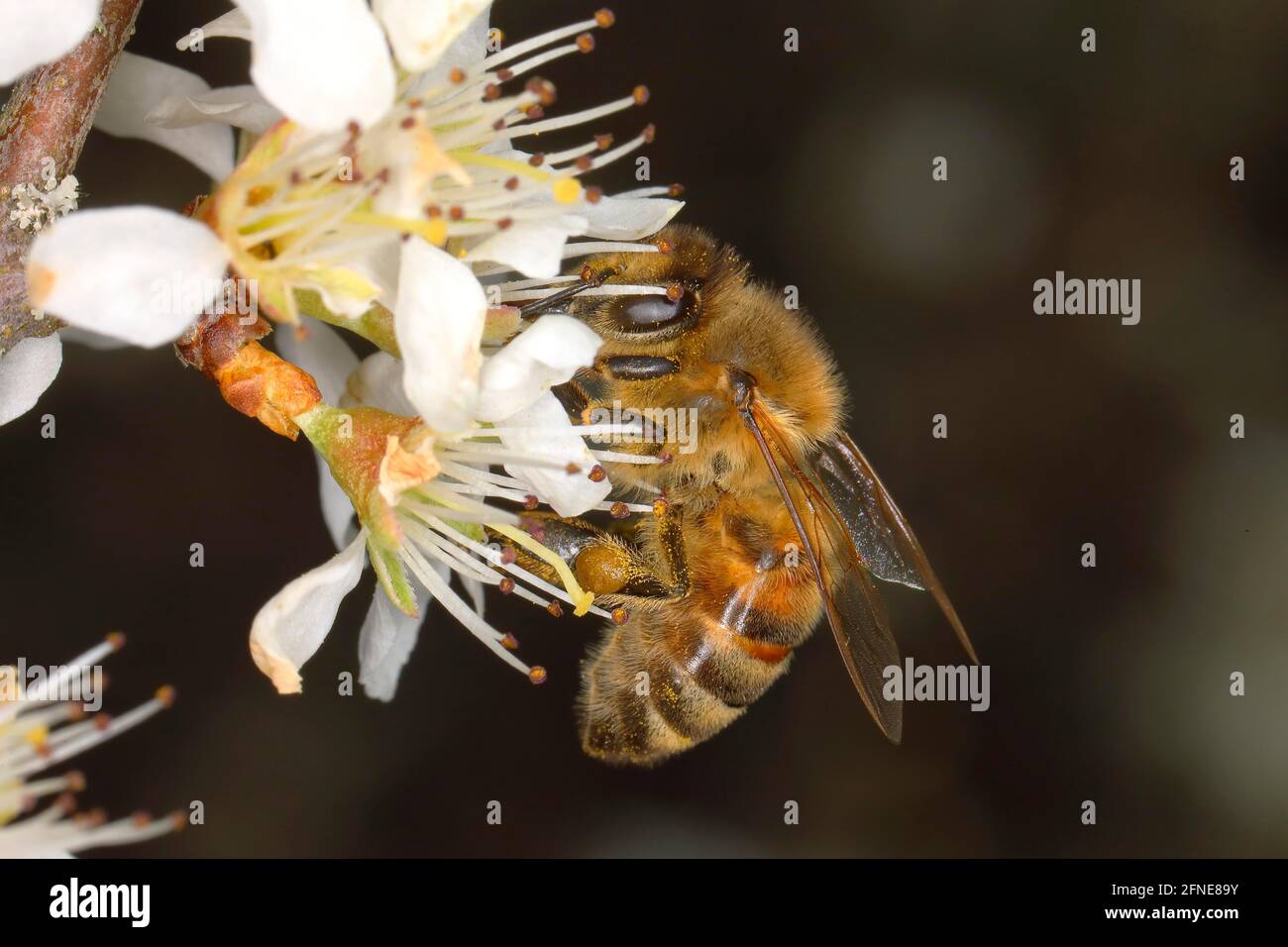 Worker bee hi-res stock photography and images - Alamy