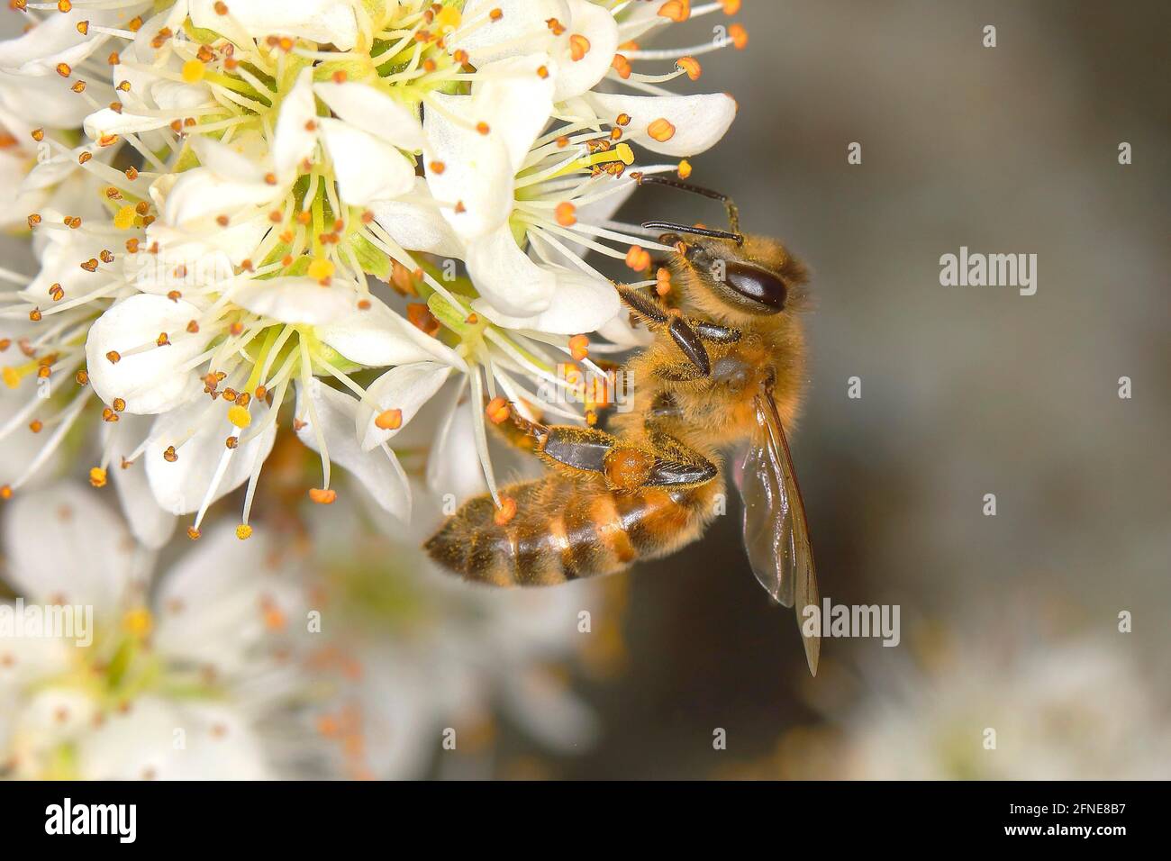Worker bee hi-res stock photography and images - Alamy