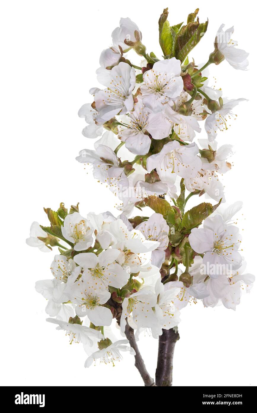 Flowering branch of a sweet cherry (Prunus avium) on a white background, Germany Stock Photo