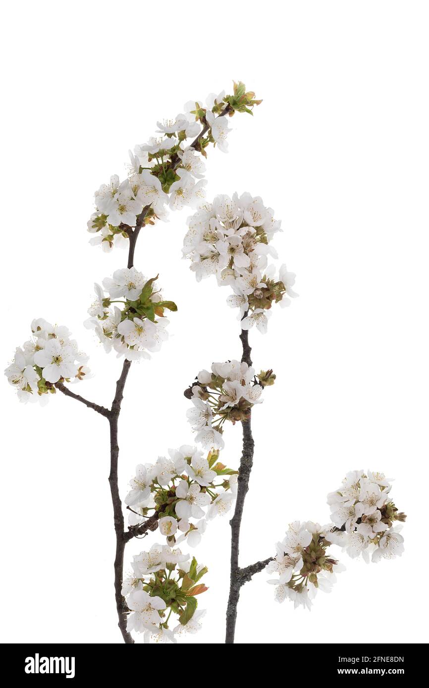 Flowering branches of a sweet cherry (Prunus avium) on a white background, Germany Stock Photo