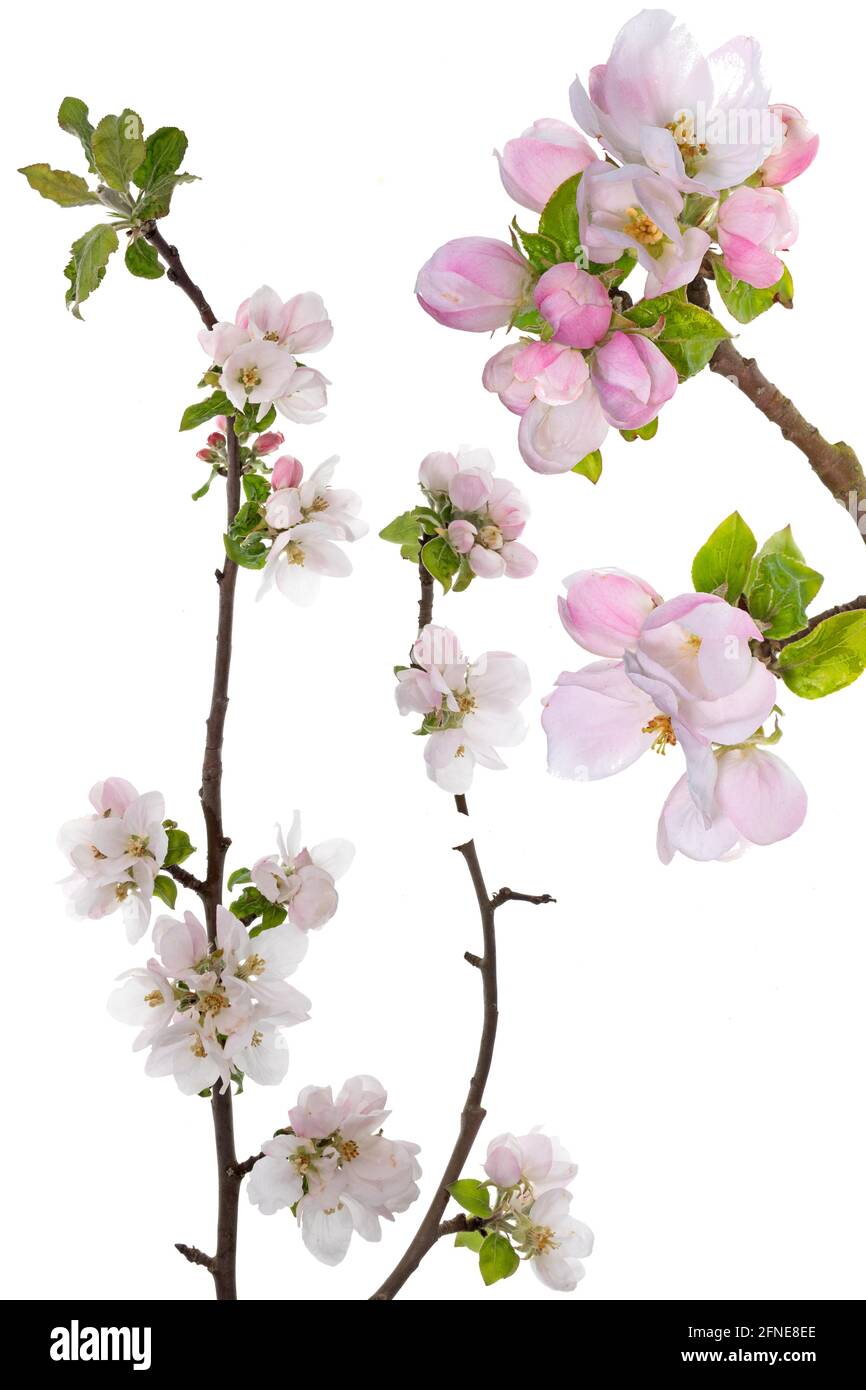 Branches with apple blossoms (Malus) on white background, Germany Stock Photo