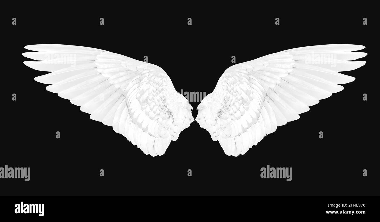 Wings of birds isolated on white background Stock Photo - Alamy