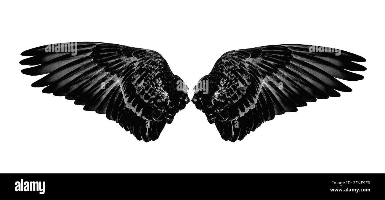 Wings of birds isolated on white background Stock Photo - Alamy