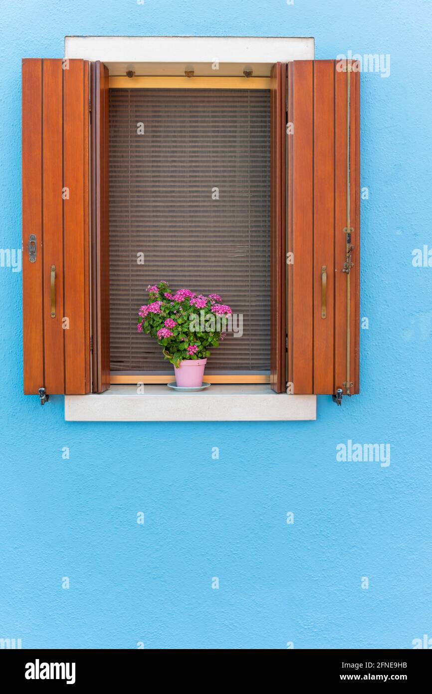 Blue wall, window with flower decoration, colorful house wall, colorful facade, Burano Island, Venice, Veneto, Italy Stock Photo