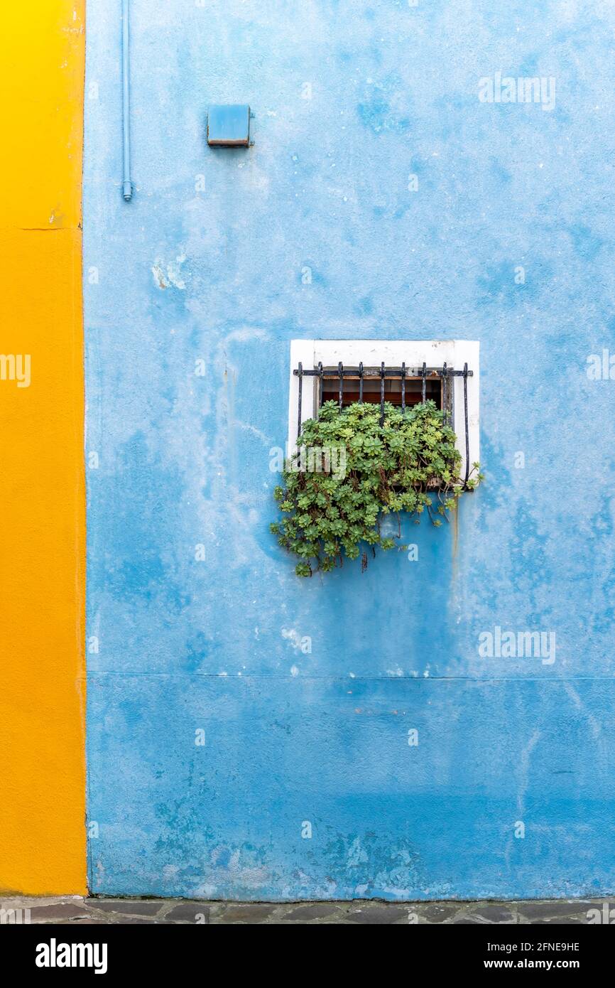 Blue wall with window and plants, colorful house wall, colorful facade, Burano Island, Venice, Veneto, Italy Stock Photo