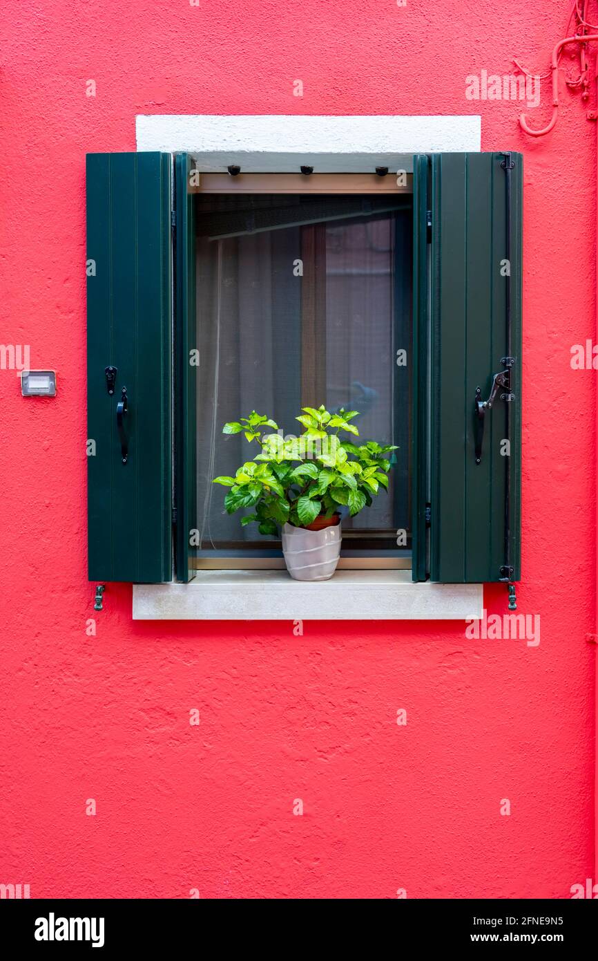 Red wall with window and flower decoration, colorful house wall, colorful facade, Burano Island, Venice, Veneto, Italy Stock Photo