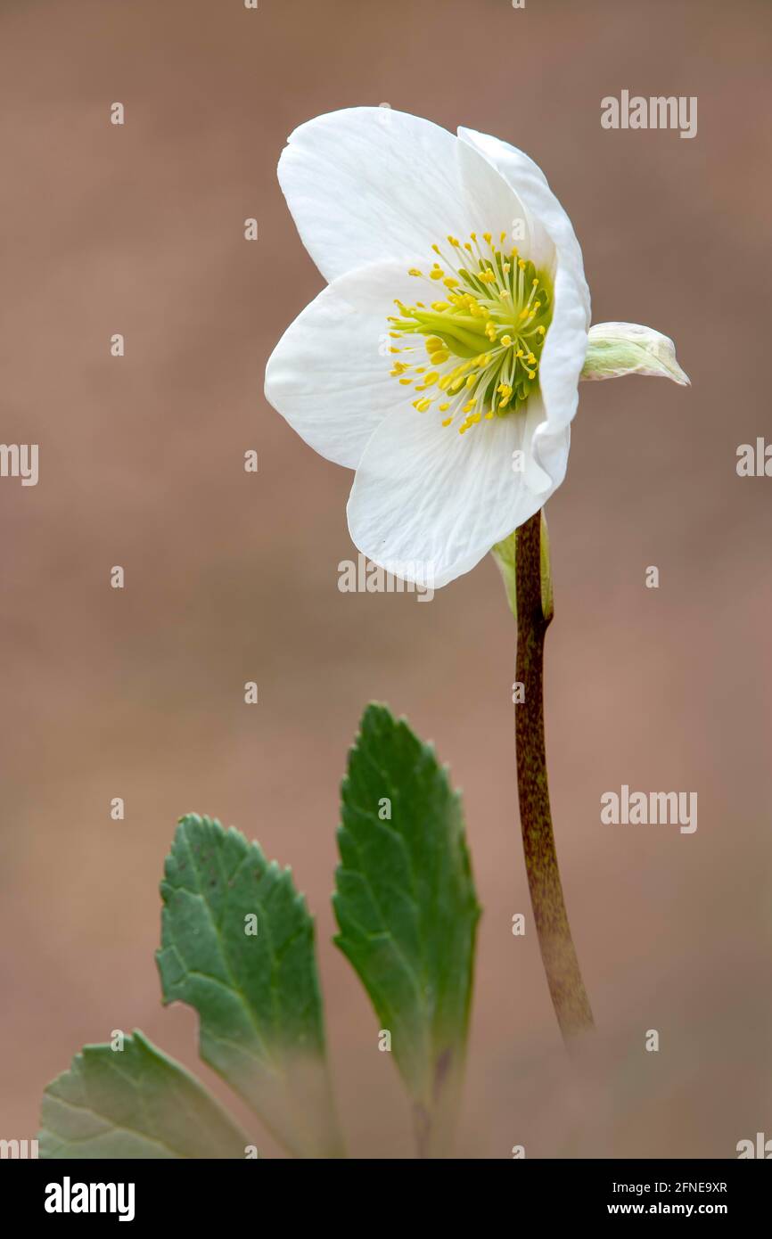 Black hellebore (Helleborus niger), snow rose, Niederbreitenbach, Tyrol, Austria Stock Photo