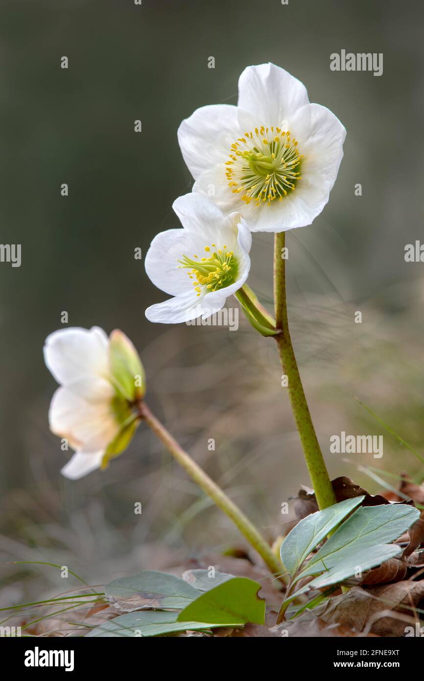 Black hellebore (Helleborus niger), snow rose, Niederbreitenbach, Tyrol, Austria Stock Photo