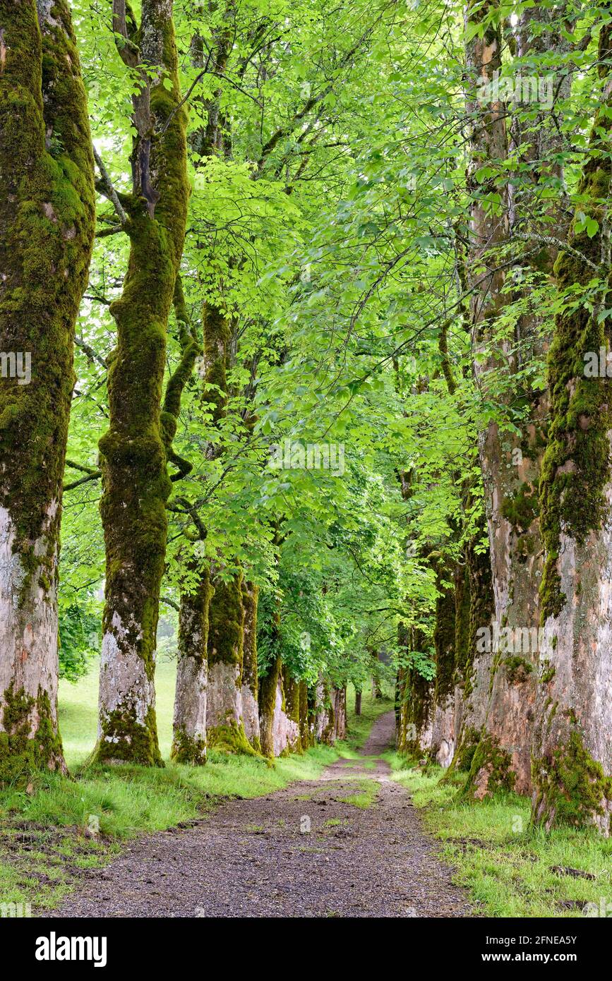 Sycomore Tree Germany Eastern sycamore tree hi-res stock photography and images - Alamy