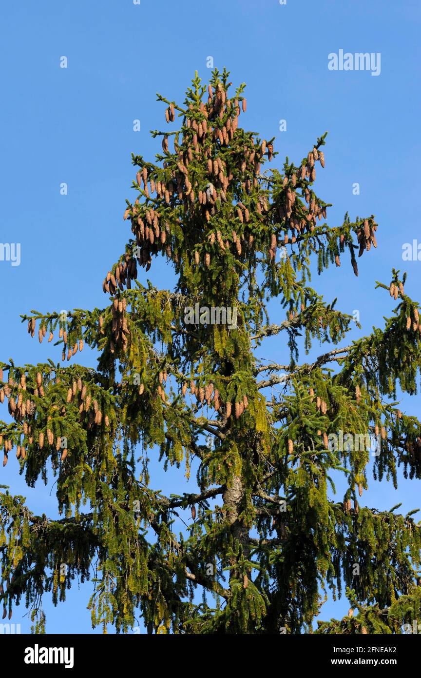 Common spruce, tree crown with cones, October, Bavarian Forest National Park, Bavaria, Germany Stock Photo