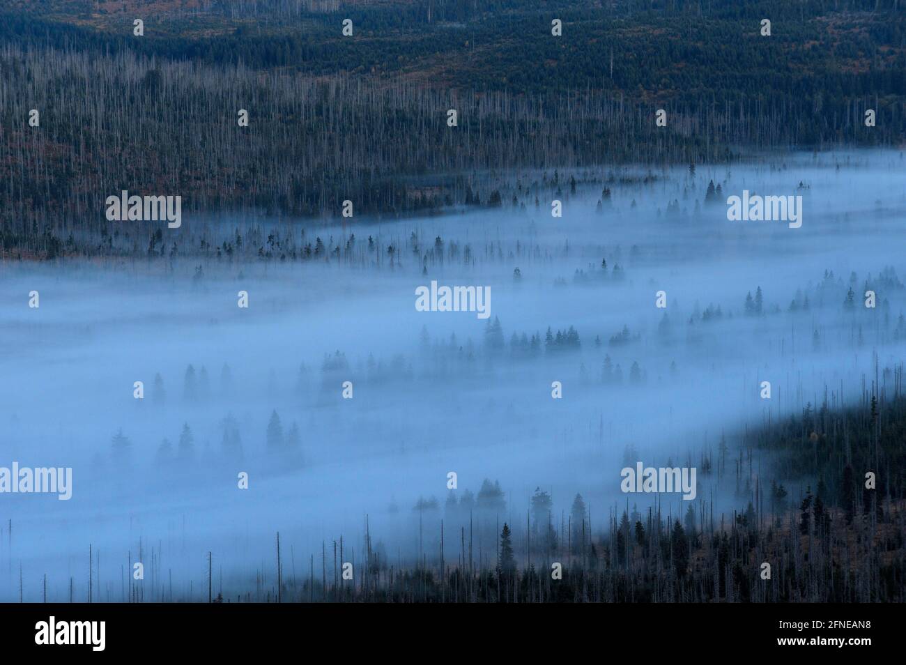 Lusen, 1373 meters, view from summit, high valley with morning fog, morning, October, Bavarian Forest National Park, Bavaria, Germany Stock Photo