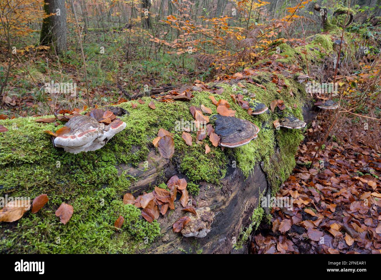 Tree fungi on a dead beech trunk, beech forest with autumn colours, November, Rotbach between Bottrop and Oberhausen, Ruhr Area, North Stock Photo