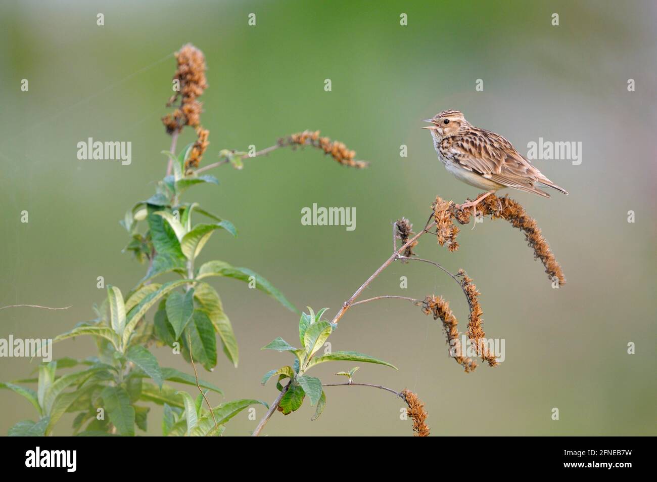 Woodlark, on singing platform, morning, May, Oberhausen, Ruhr Area, North Rhine-Westphalia, Germany Stock Photo