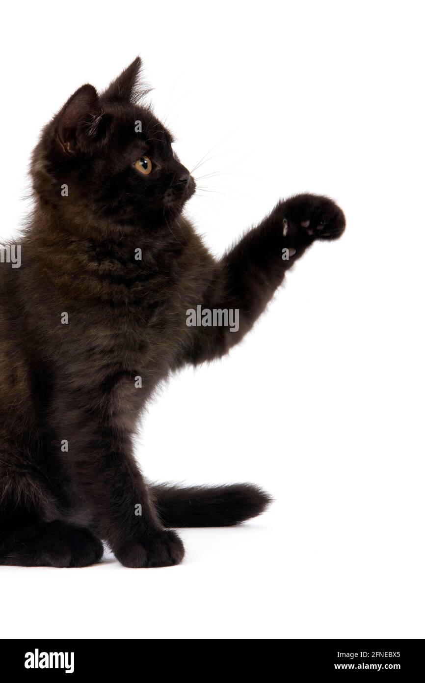 BLACK BRITISH SHORTHAIRED KITTEN PLAYING IN FRONT OF WHITE BACKGROUND Stock Photo