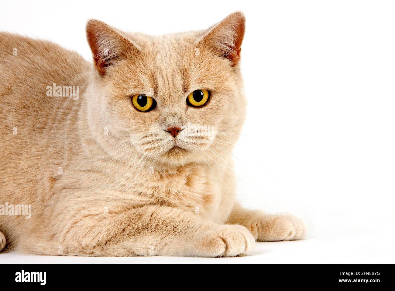 CREAM BRITISH SHORTHAIR CAT, ADULT FEMALE IN FRONT OF WHITE BACKGROUND Stock Photo