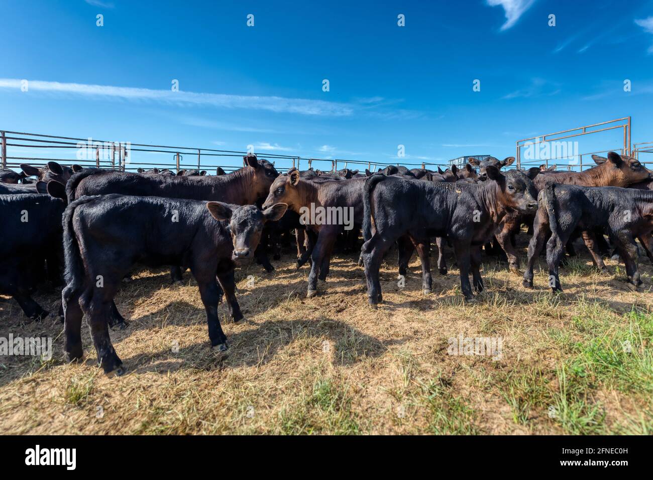 Black Angus calves in corral. Stock Photo