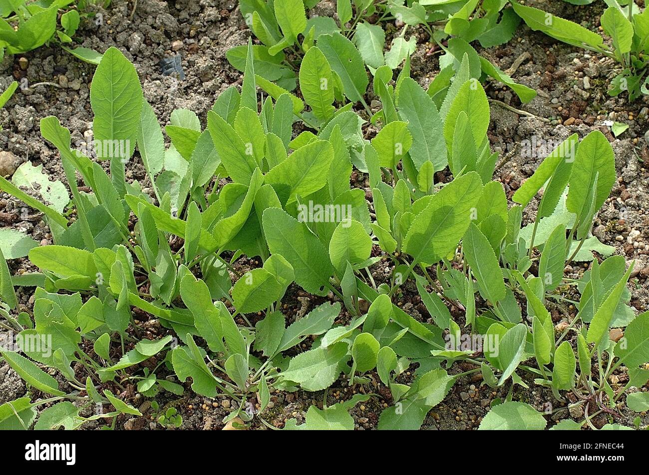 Chrysanthemum balsamita hires stock photography and images Alamy