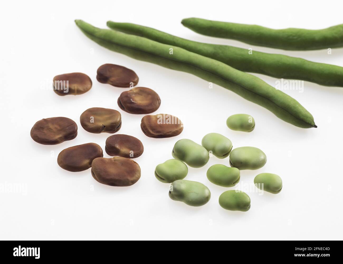 Fava Bean, Field Bean, Broad Bean, Horse Bean, Broad Bean, Butterfly